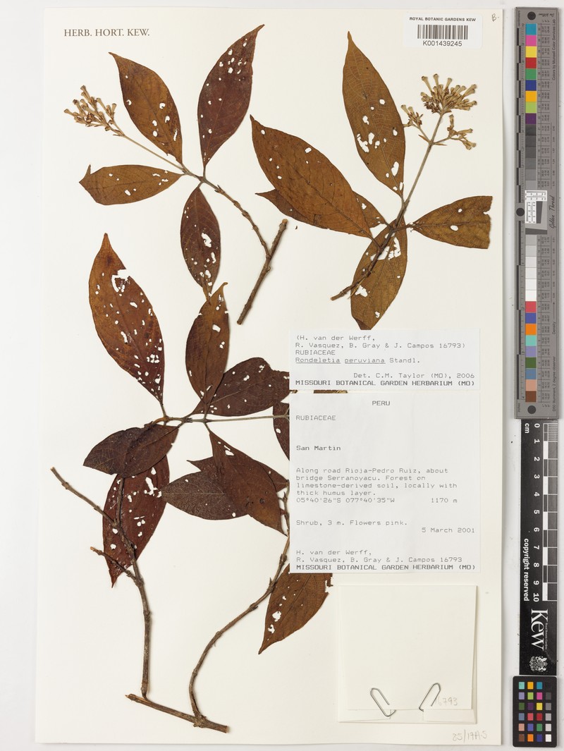Arachnothryx peruviana