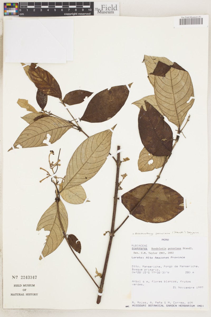 Arachnothryx peruviana photo 2