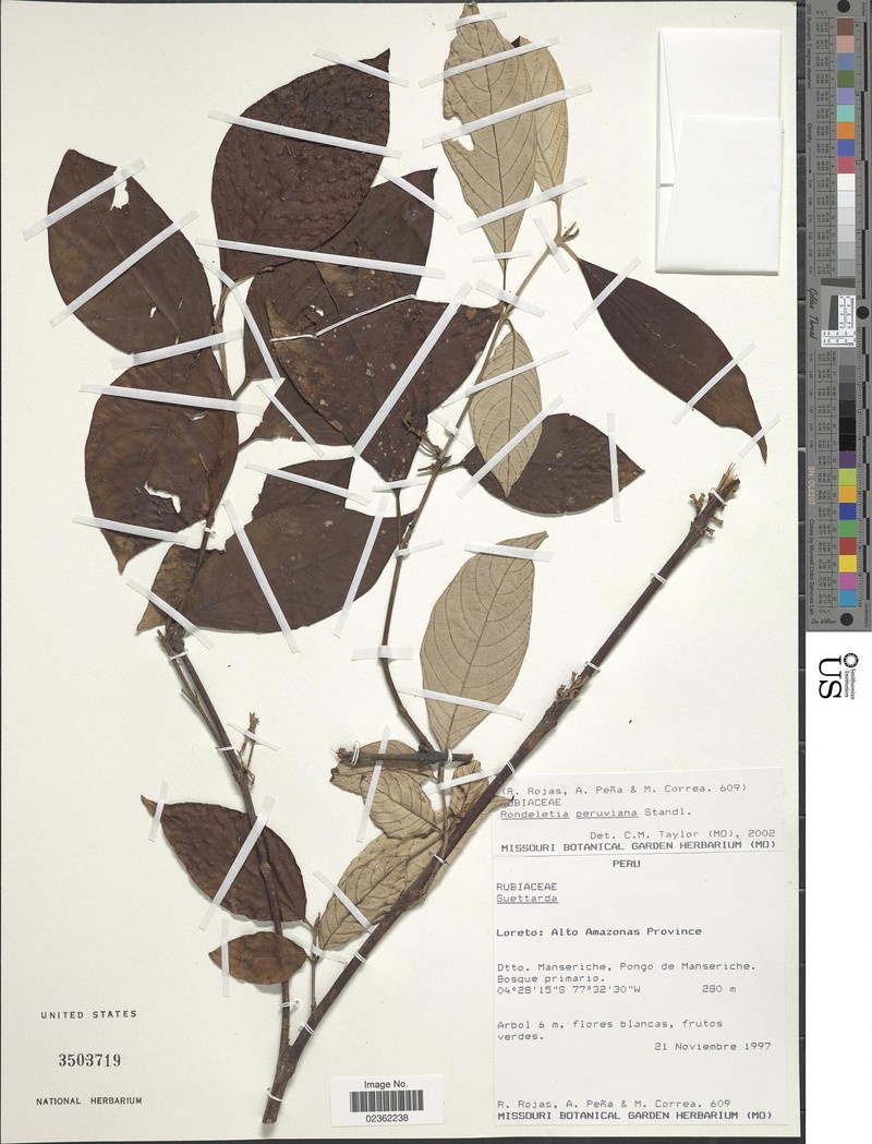 Arachnothryx peruviana photo 3