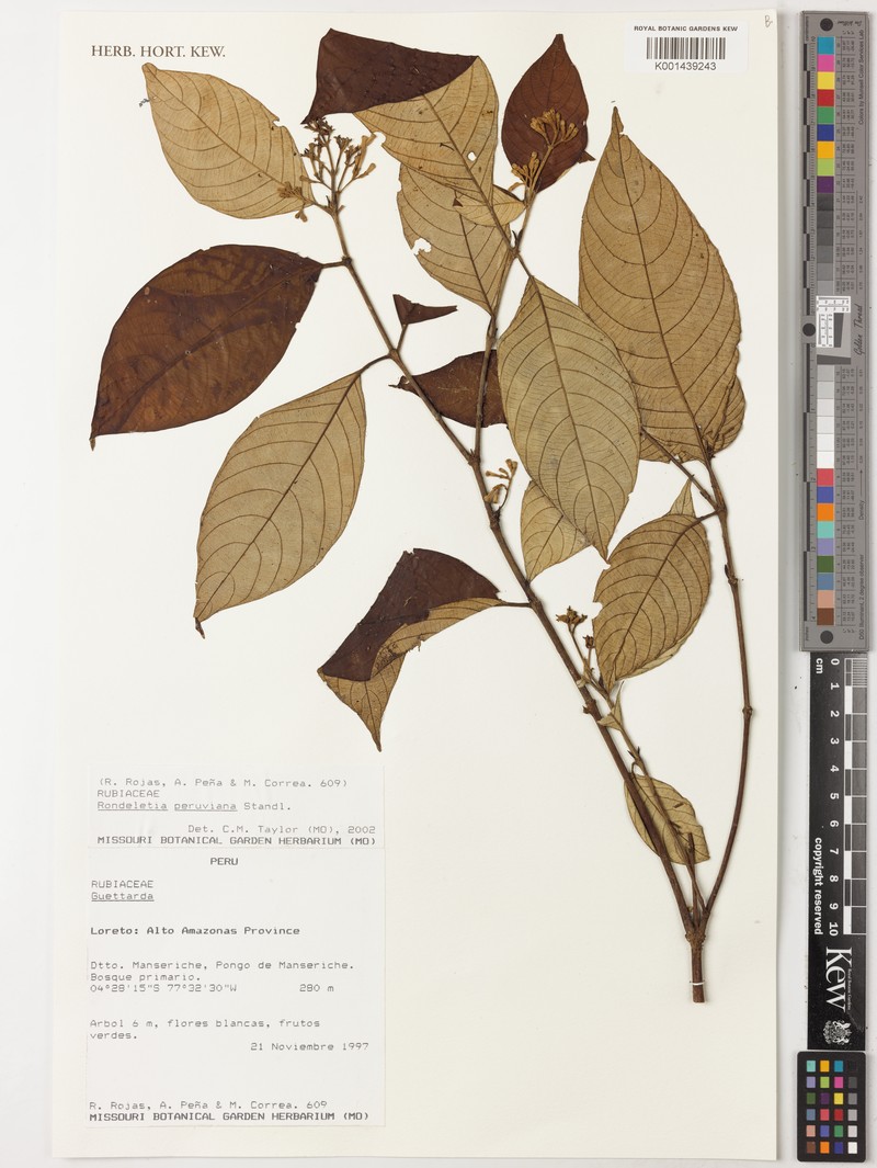 Arachnothryx peruviana photo 4
