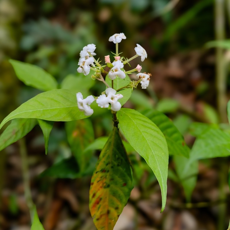 Arachnothryx povedae