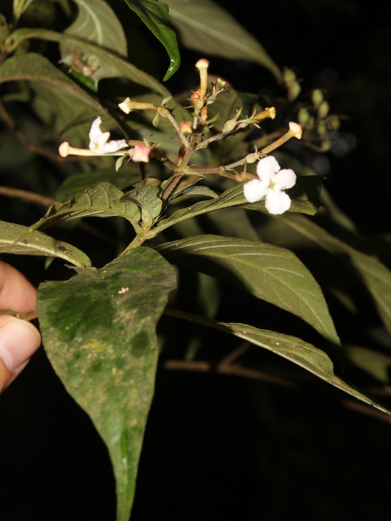 Arachnothryx povedae photo 3
