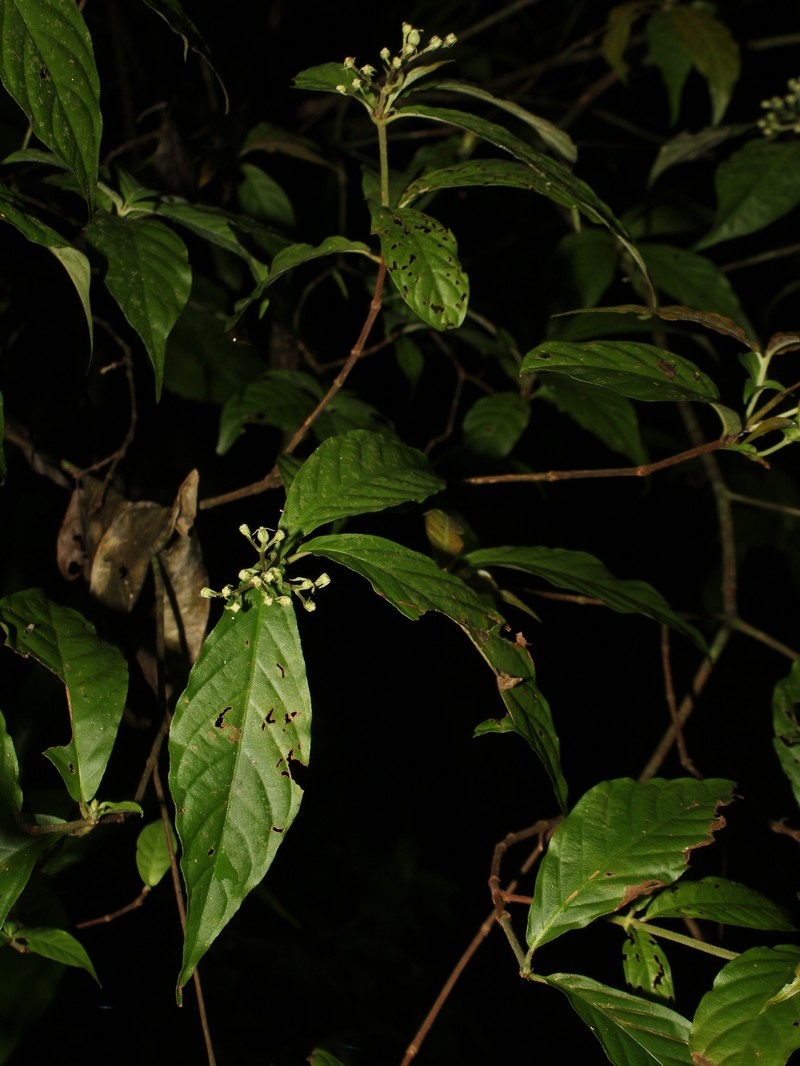 Arachnothryx povedae photo 4