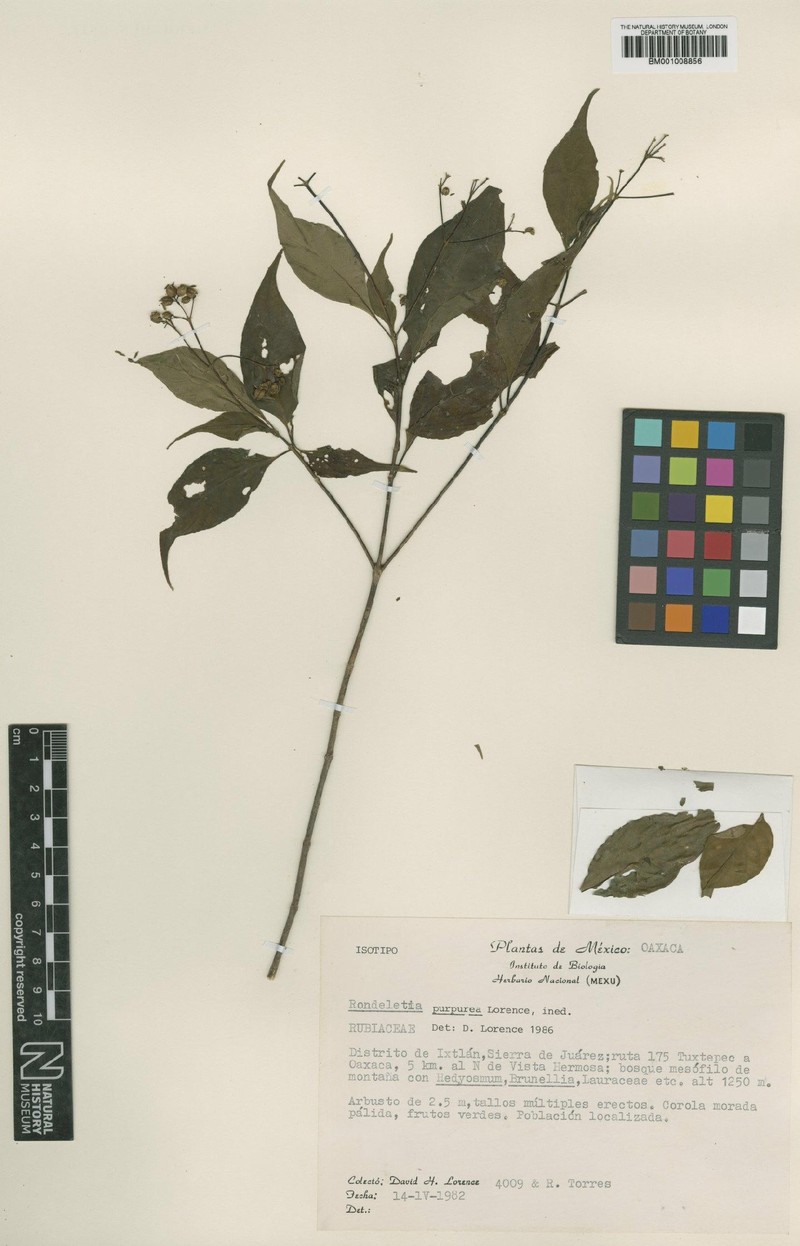 Arachnothryx purpurea
