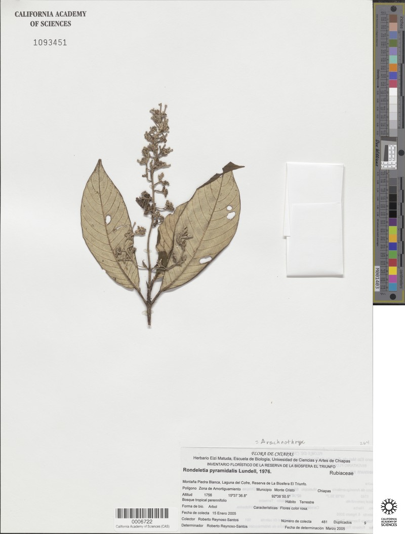 Arachnothryx pyramidalis photo 2
