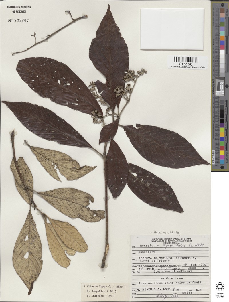 Arachnothryx pyramidalis photo 3