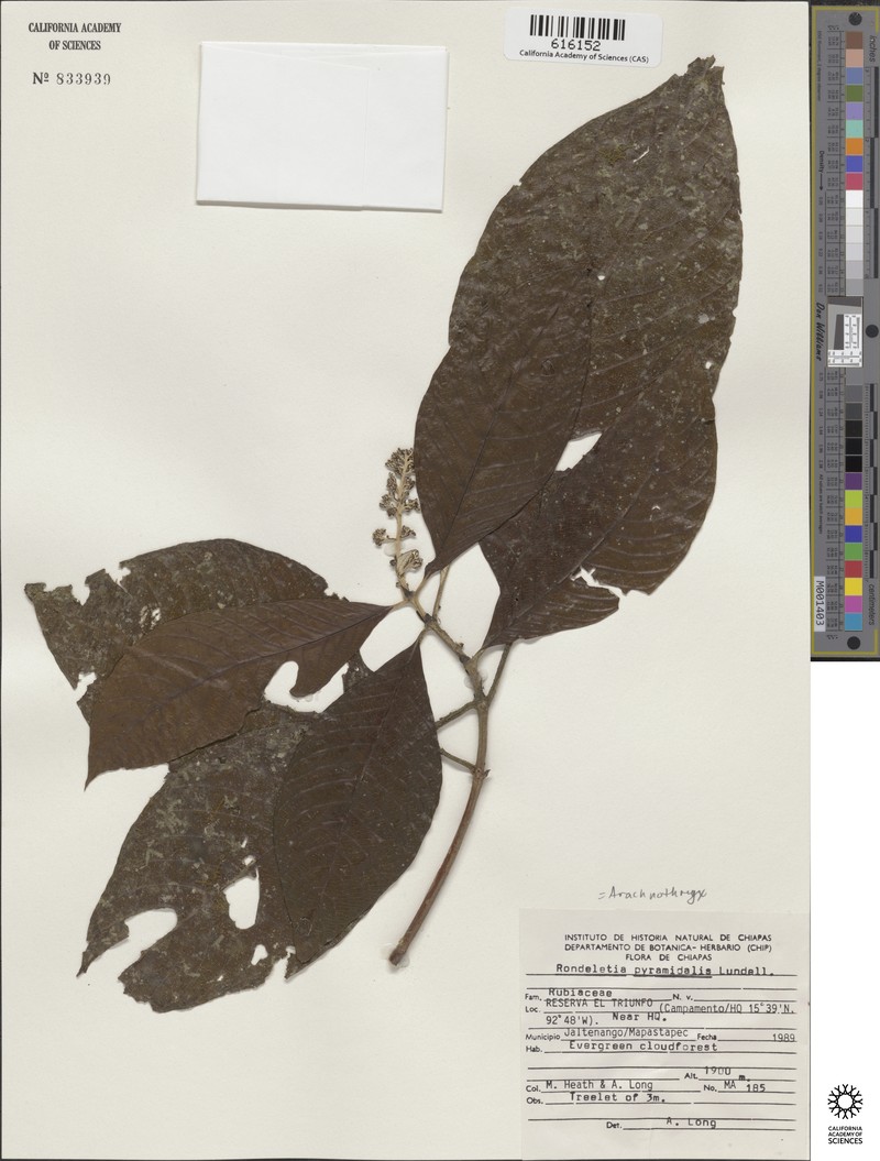 Arachnothryx pyramidalis photo 4