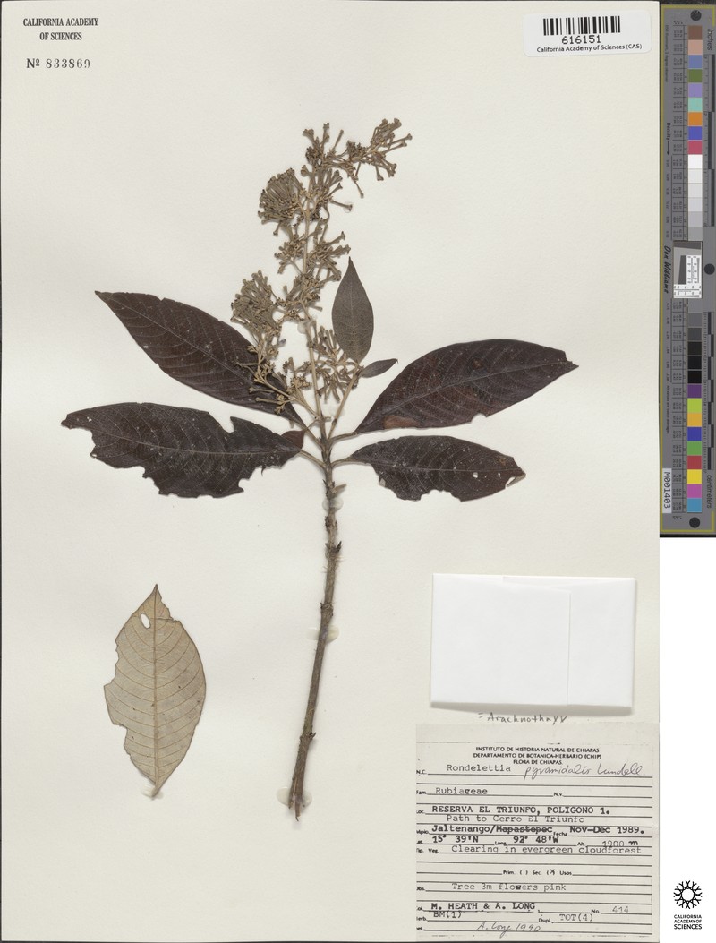 Arachnothryx pyramidalis photo 5