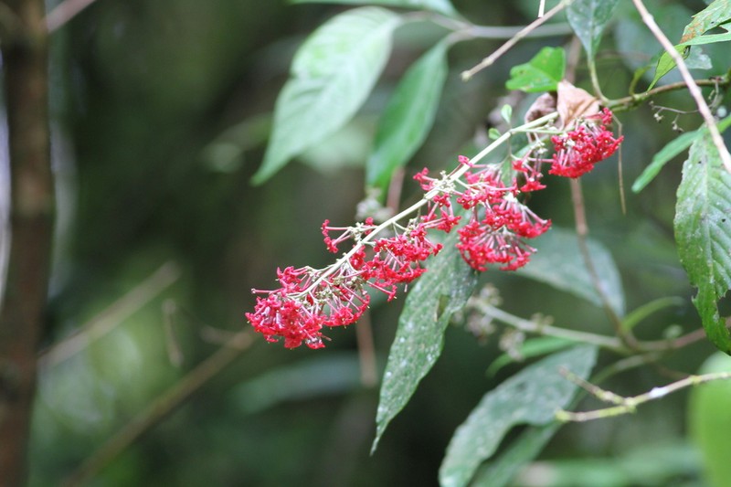 Arachnothryx pyramidalis
