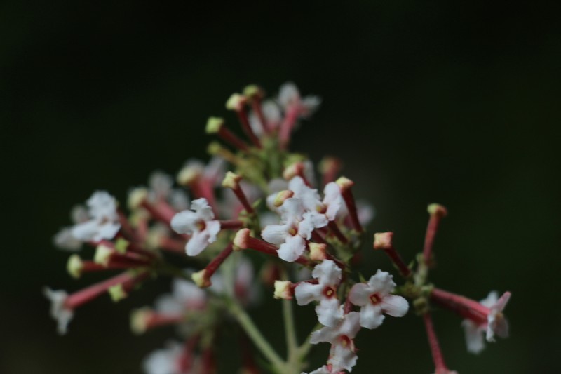 Arachnothryx reflexa