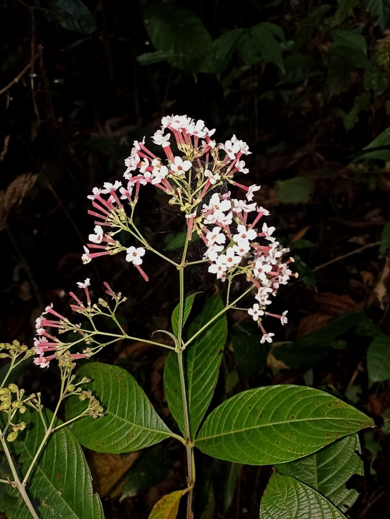Arachnothryx reflexa photo 2