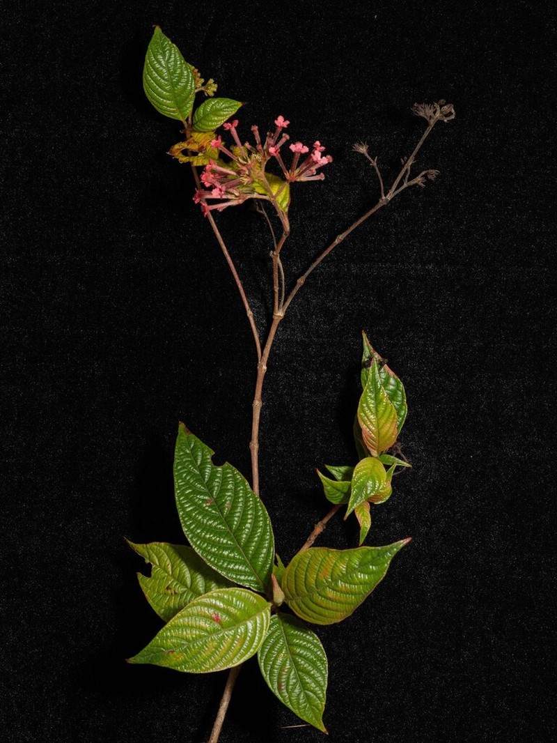 Arachnothryx reflexa photo 4