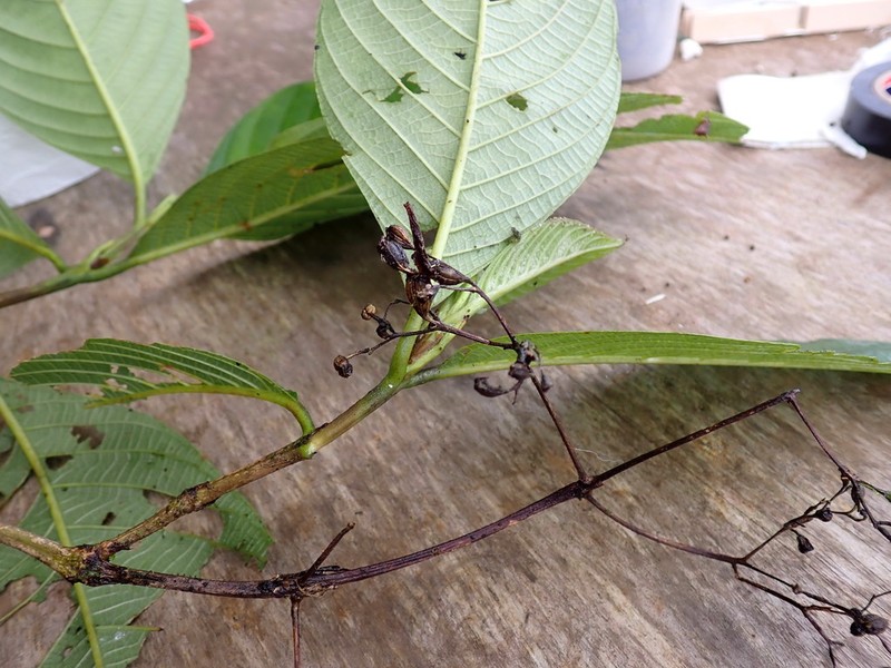 Arachnothryx reflexa photo 5