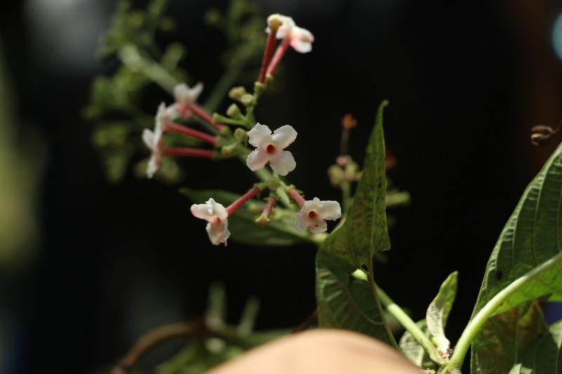 Arachnothryx reflexa photo 7