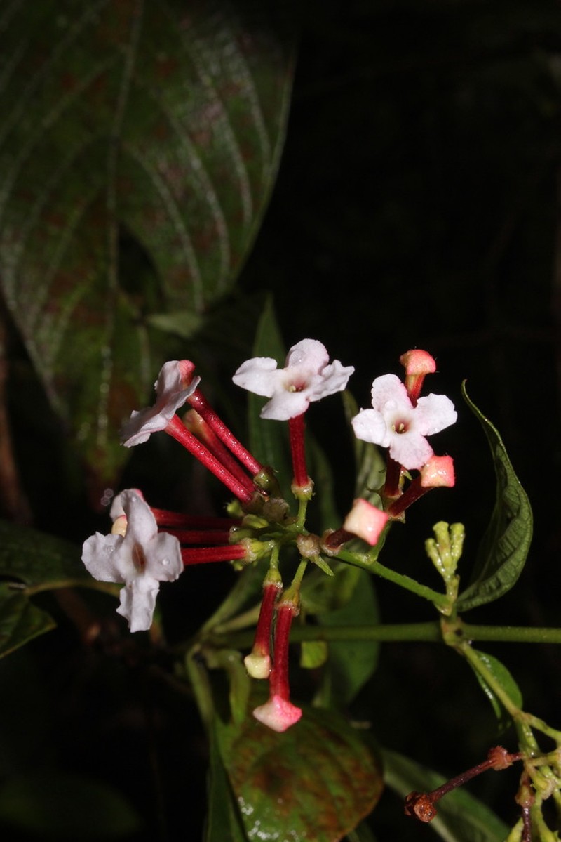 Arachnothryx reflexa photo 8