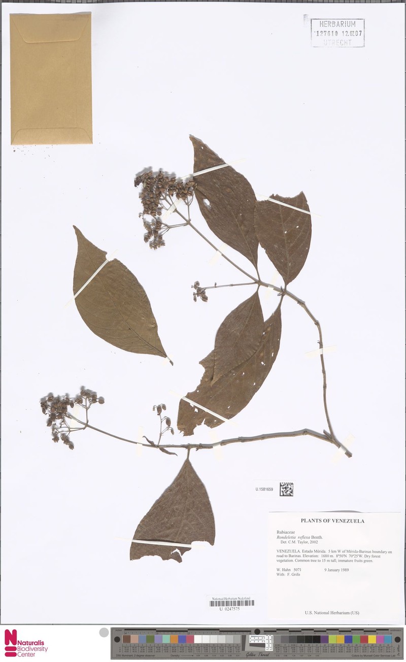 Arachnothryx reflexa photo 2