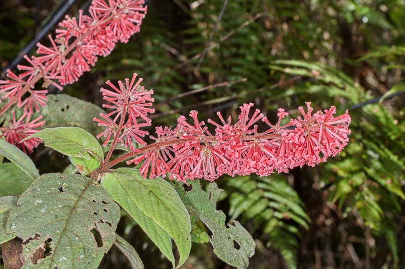 Arachnothryx rufescens photo 2