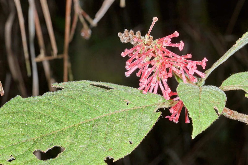 Arachnothryx rufescens photo 4
