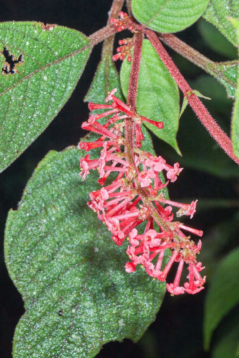 Arachnothryx rufescens photo 5