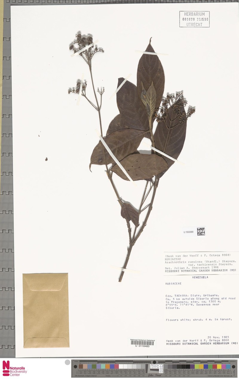 Arachnothryx rugulosa