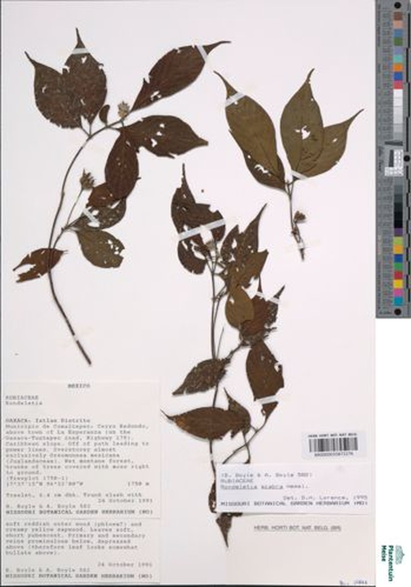 Arachnothryx scabra