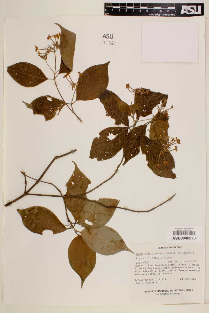 Arachnothryx scabra photo 2