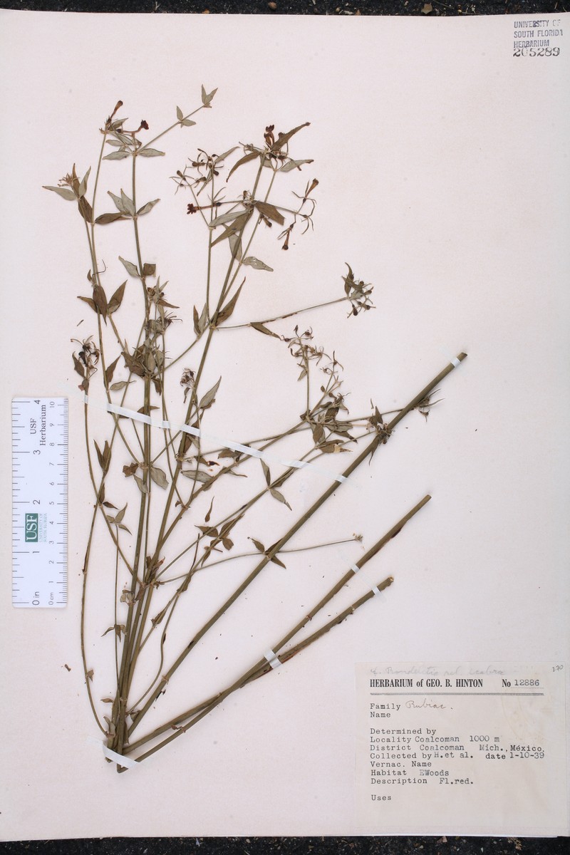 Arachnothryx scabra photo 4