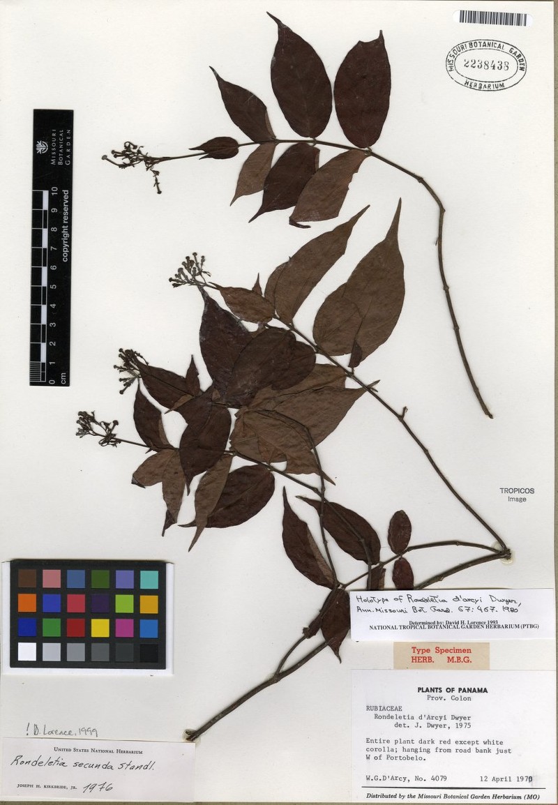 Arachnothryx secunda