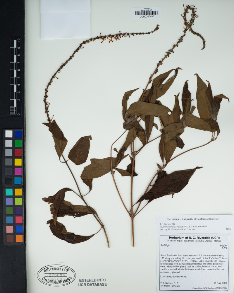 Arachnothryx secundiflora