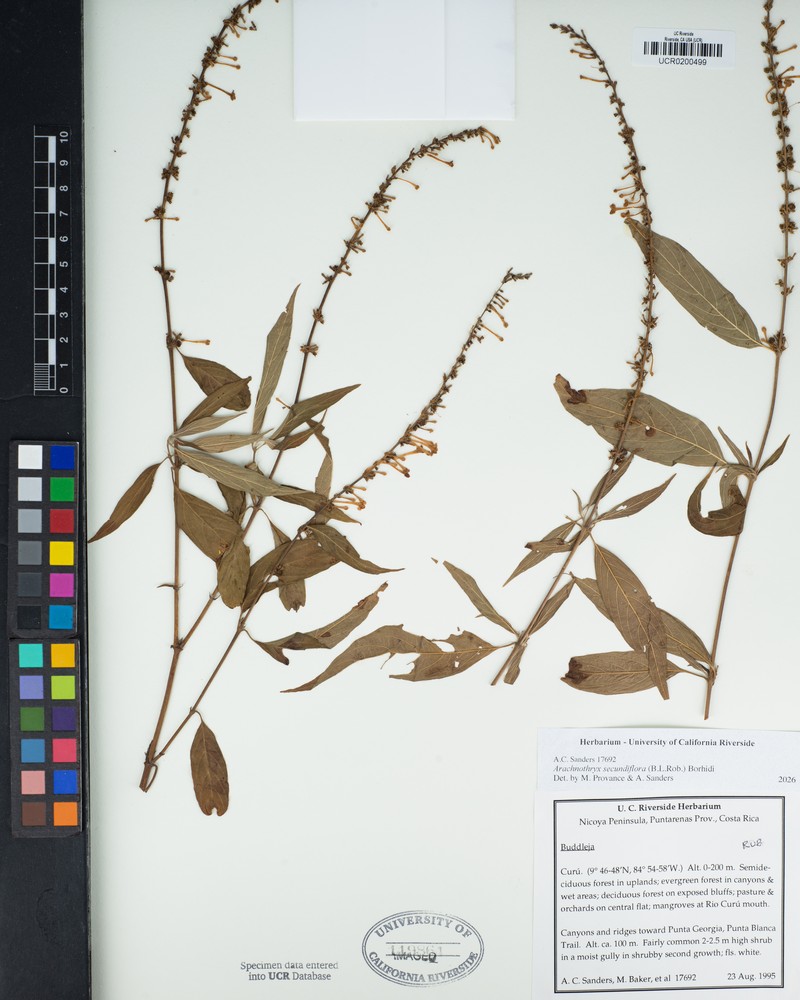 Arachnothryx secundiflora photo 2