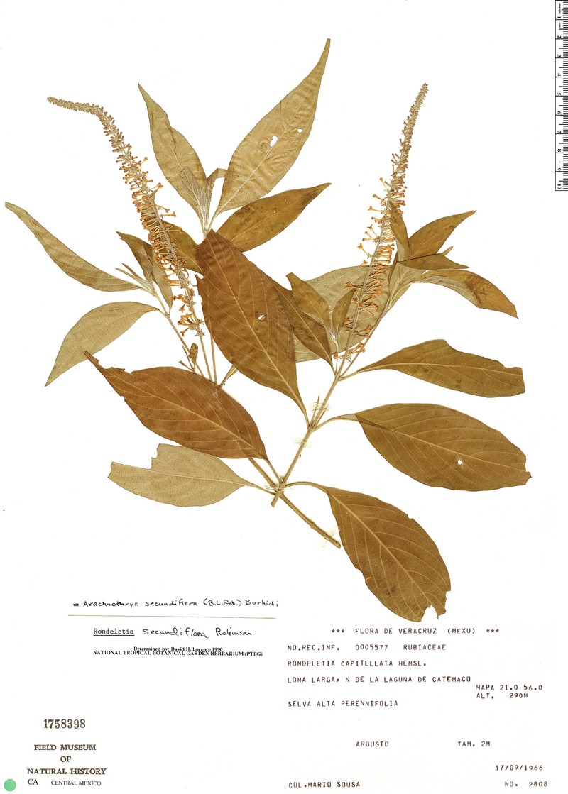 Arachnothryx secundiflora photo 3