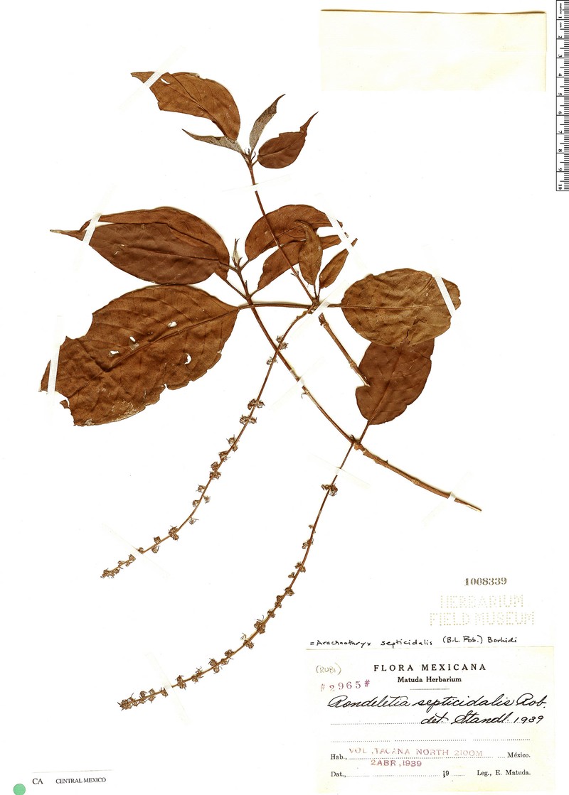 Arachnothryx septicidalis