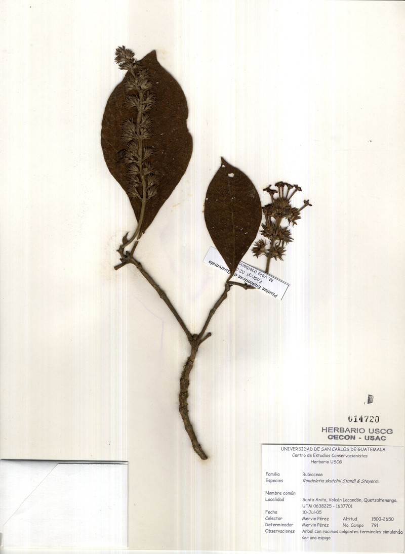 Arachnothryx skutchii