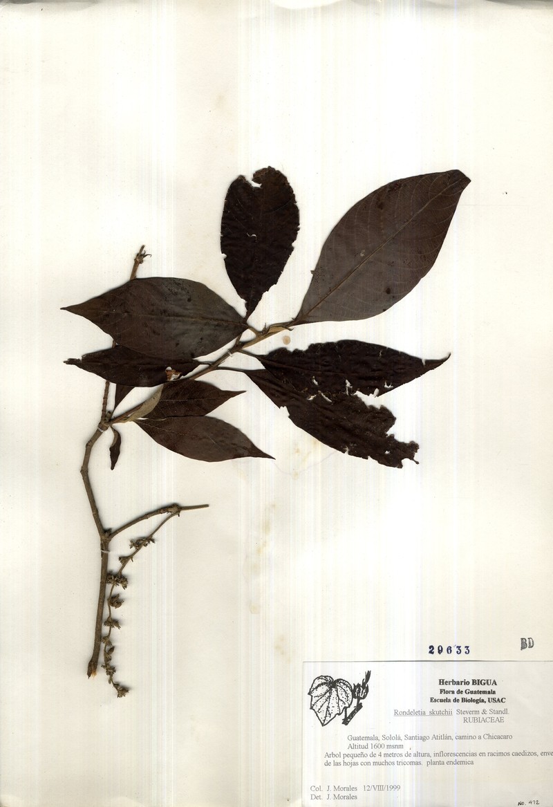 Arachnothryx skutchii photo 2