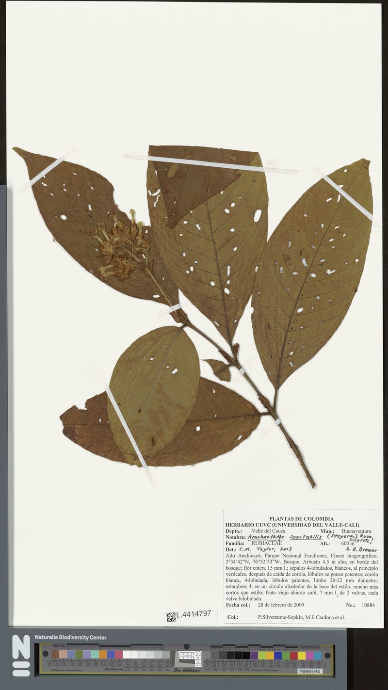 Arachnothryx spectabilis