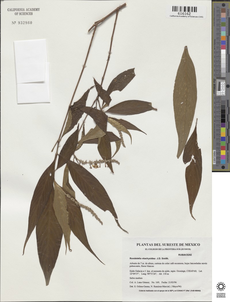 Arachnothryx stachyoidea