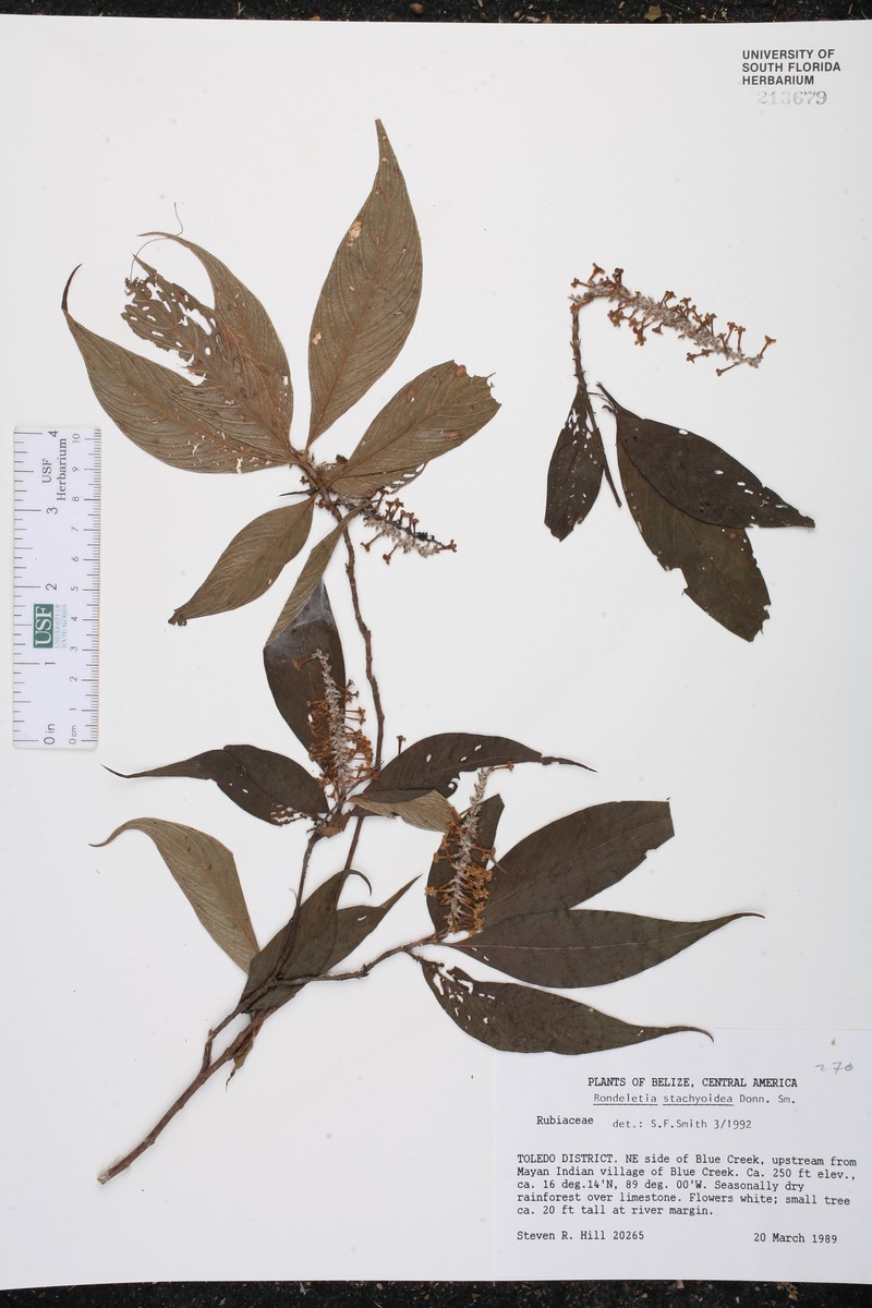 Arachnothryx stachyoidea photo 3