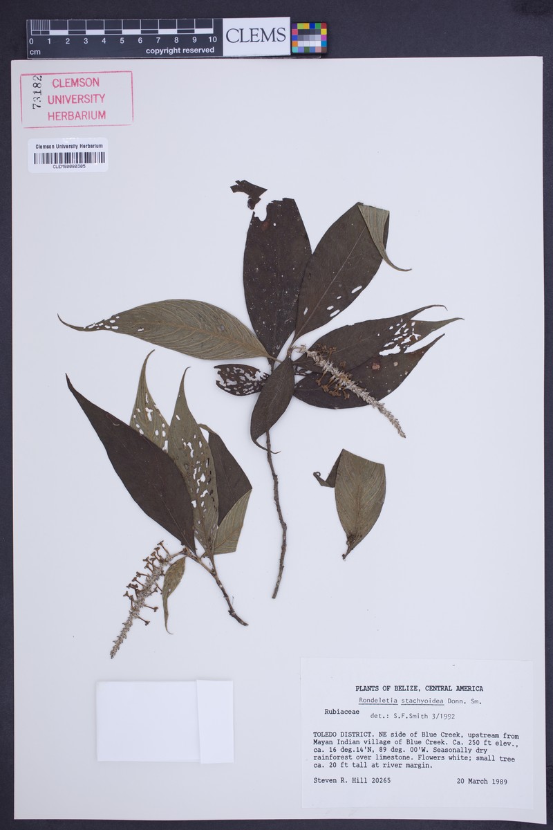 Arachnothryx stachyoidea photo 4