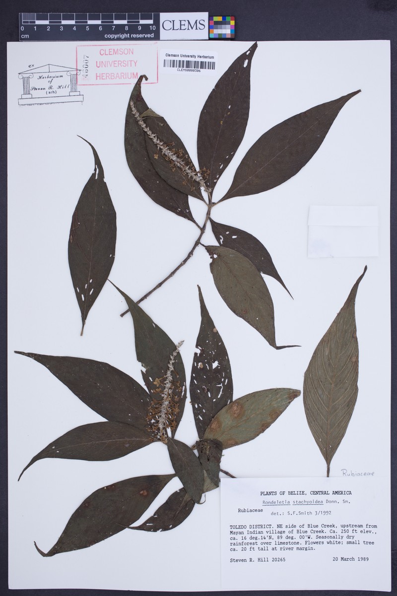 Arachnothryx stachyoidea photo 5