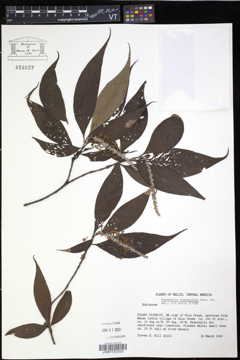 Arachnothryx stachyoidea photo 6