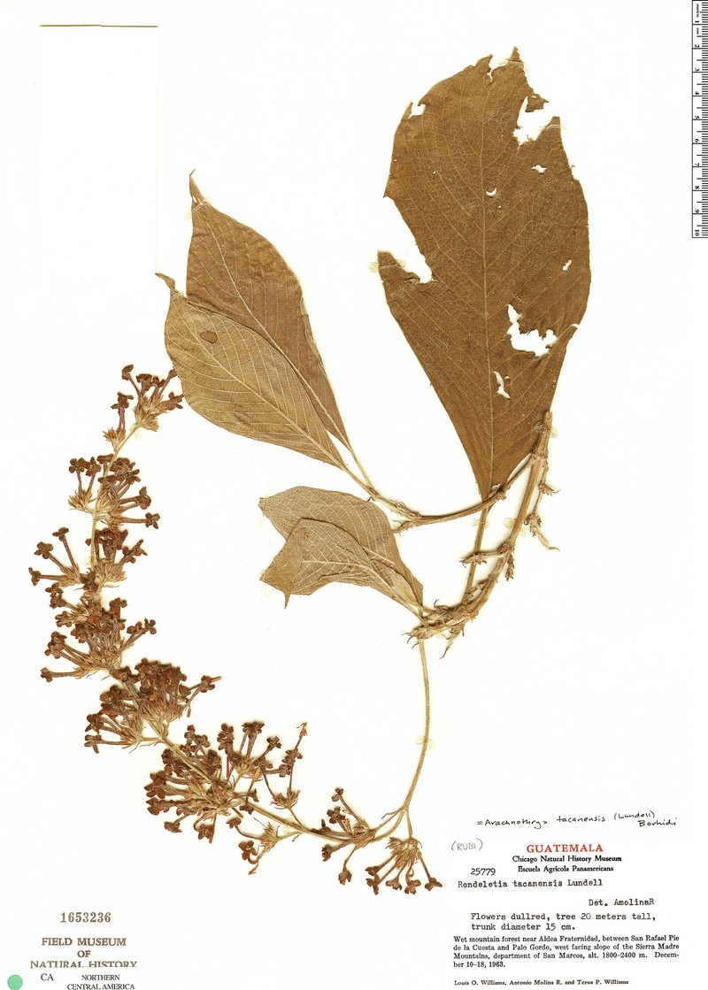 Arachnothryx tacanensis