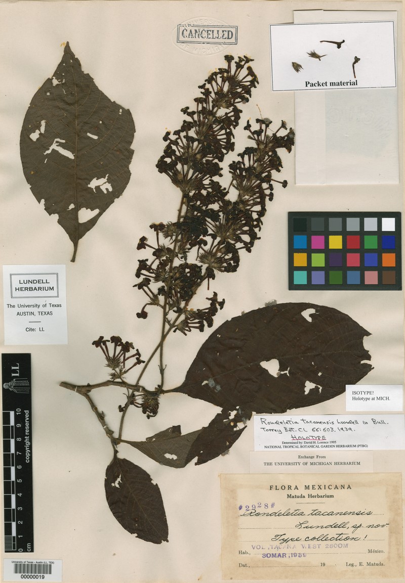 Arachnothryx tacanensis photo 2