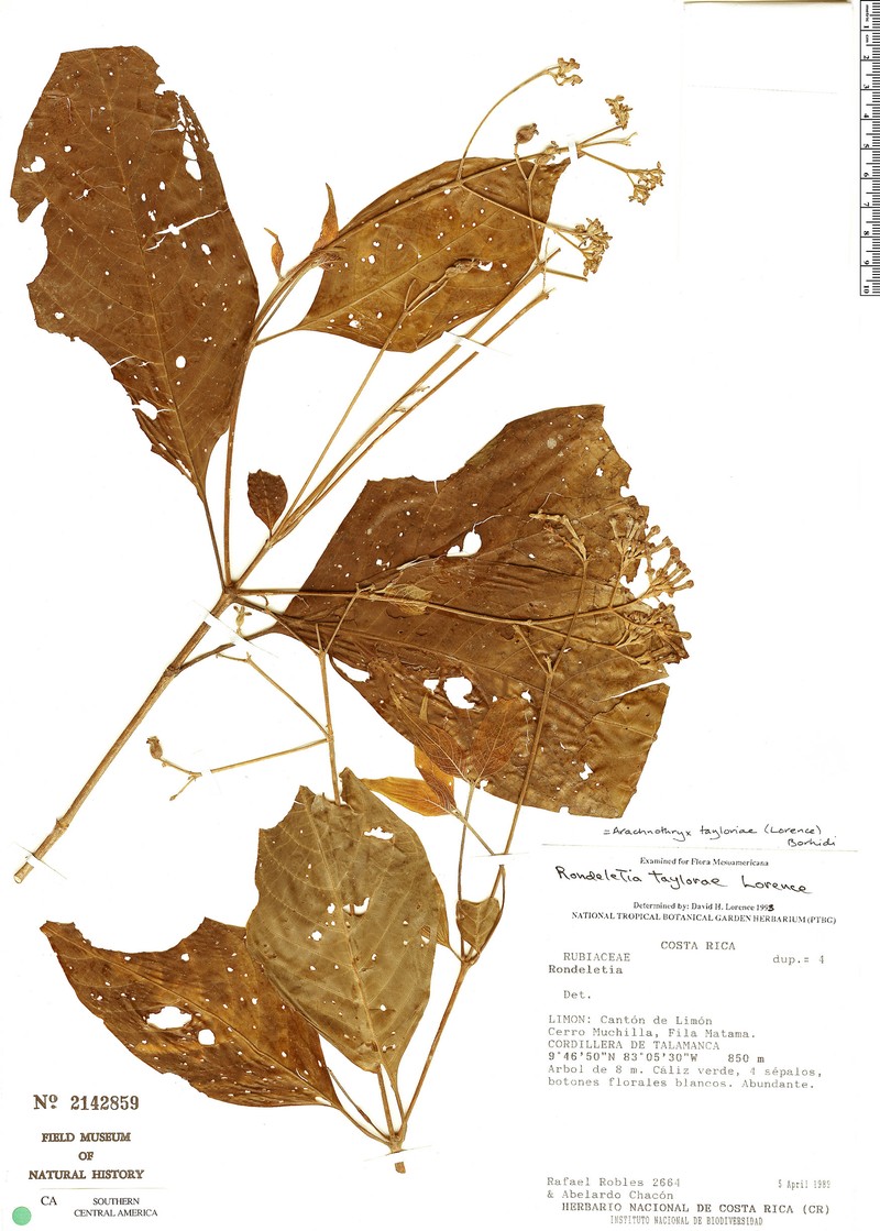 Arachnothryx tayloriae