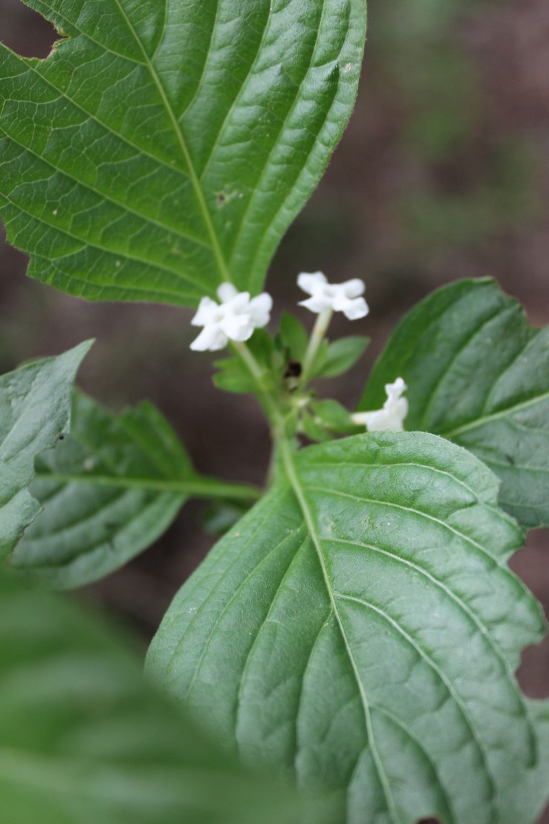 Arachnothryx thiemei