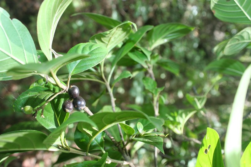 Arachnothryx thiemei photo 2