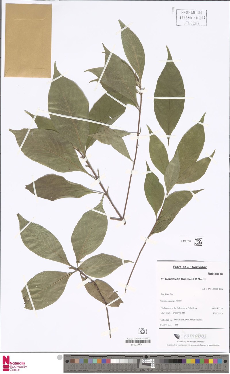 Arachnothryx thiemei