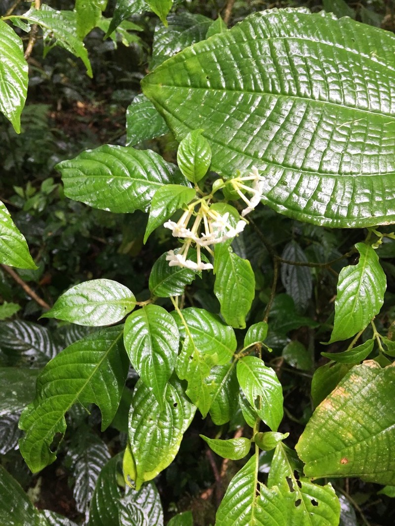 Arachnothryx torresii