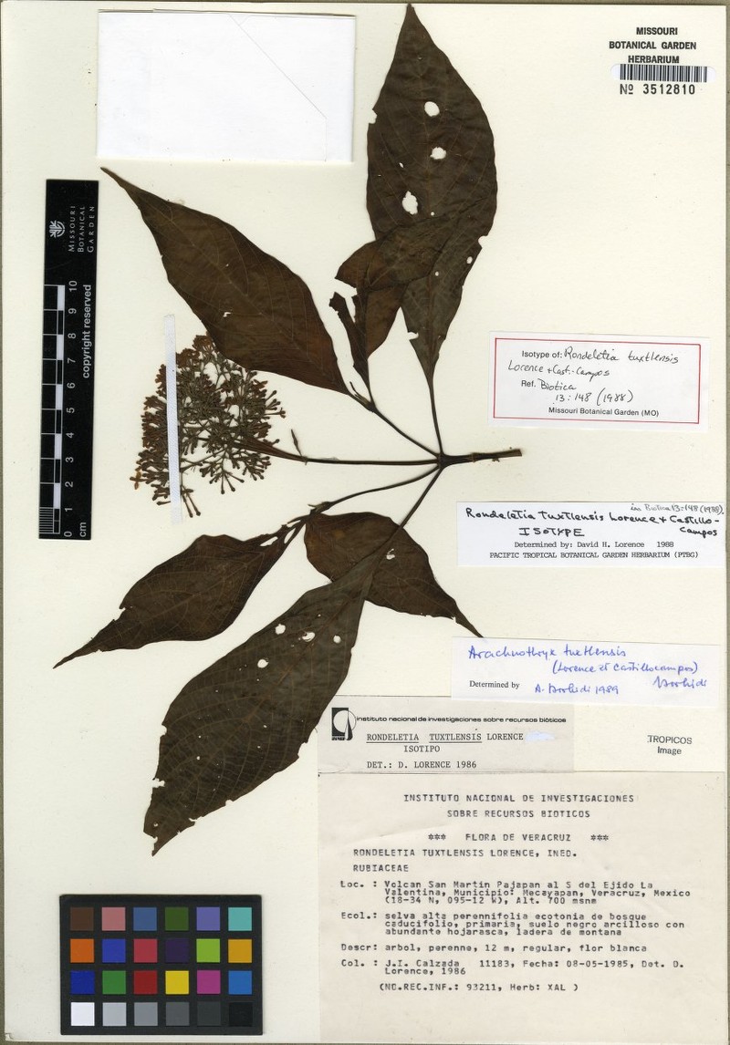 Arachnothryx tuxtlensis