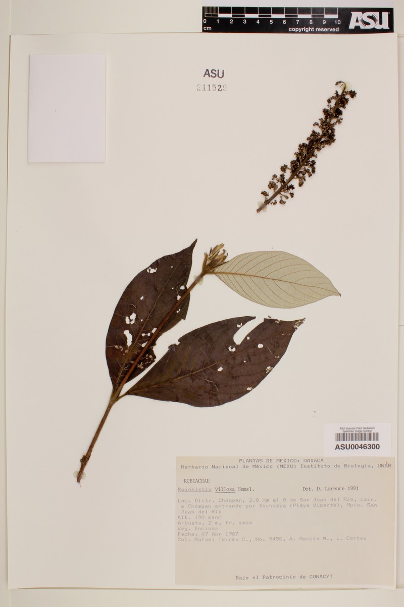 Arachnothryx villosa photo 4