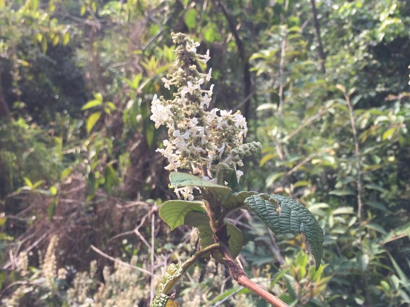 Arachnothryx villosa
